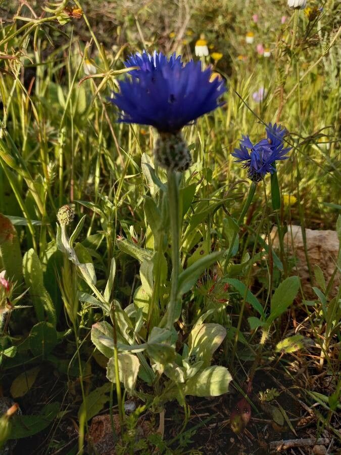 Centaurea cyanoides habit