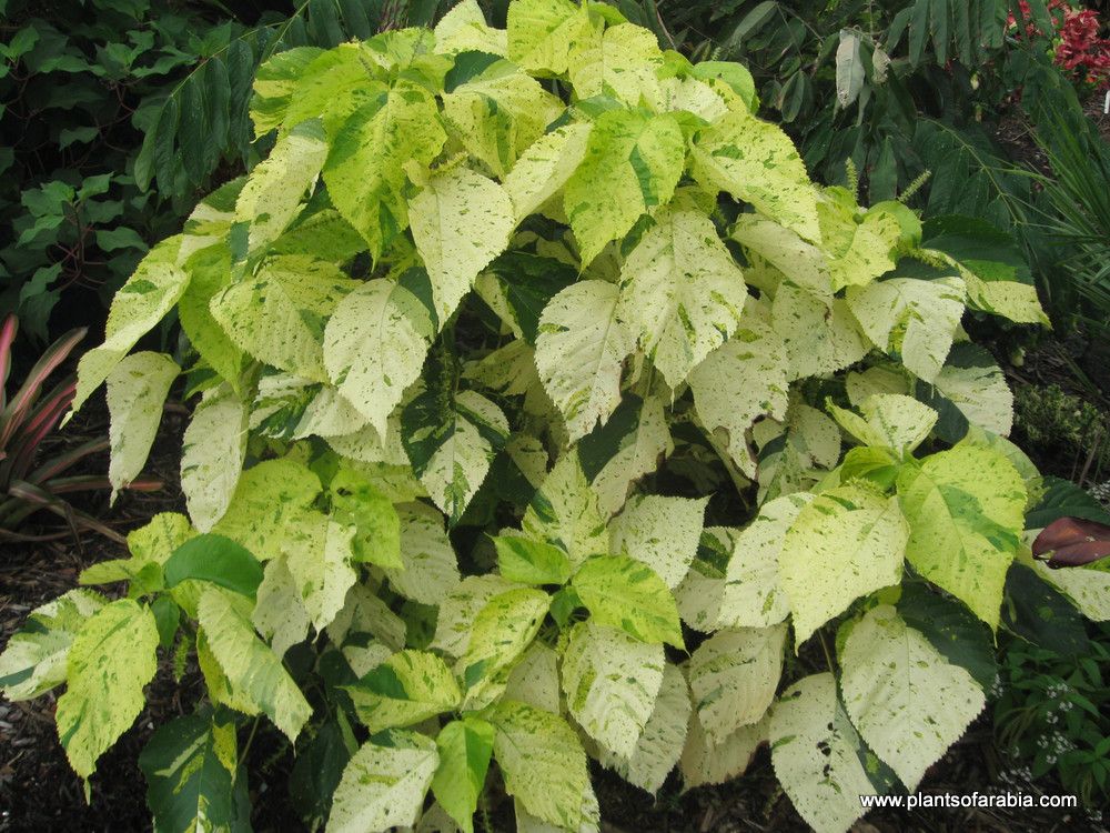 Acalypha variegata — search result for 'Acalypha'