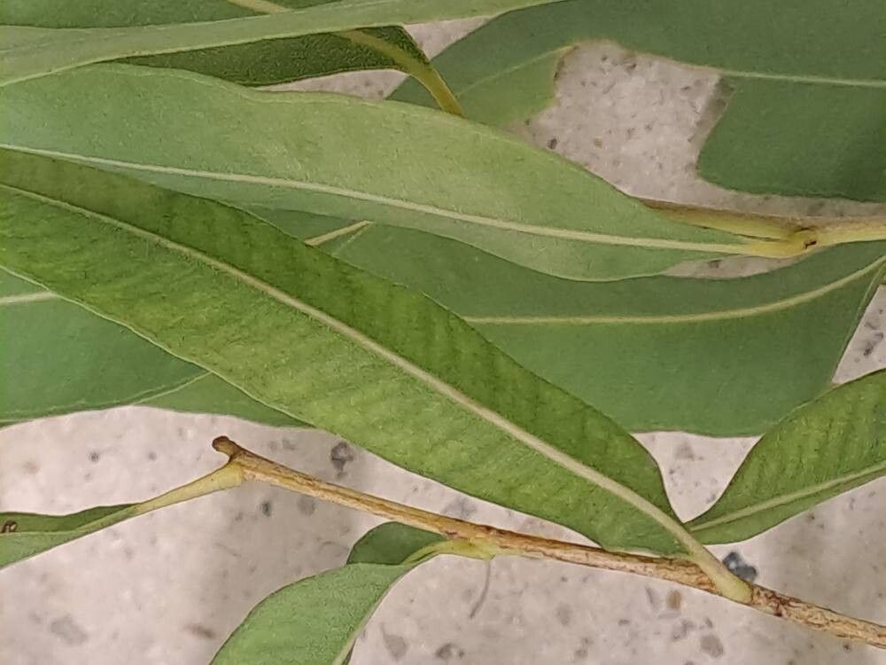 Corymbia bella leaf