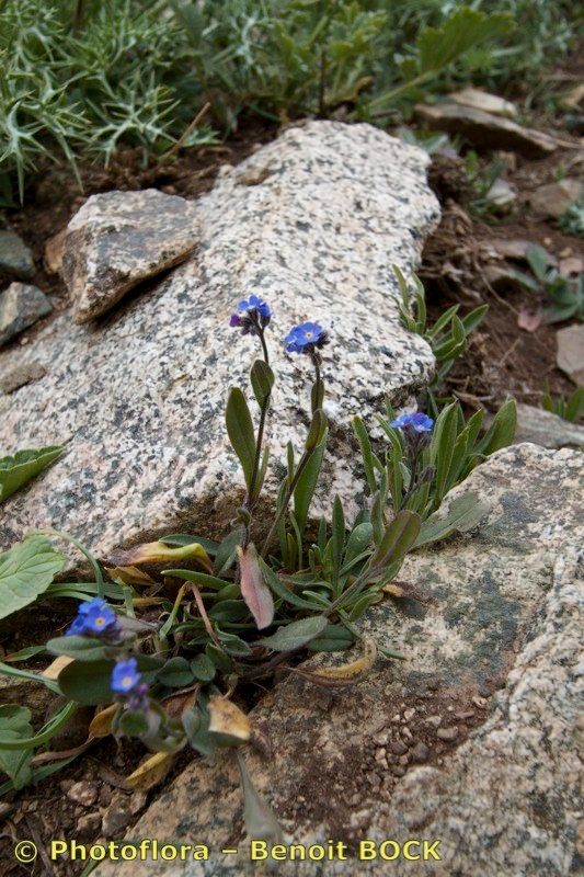 Myosotis atlantica habit