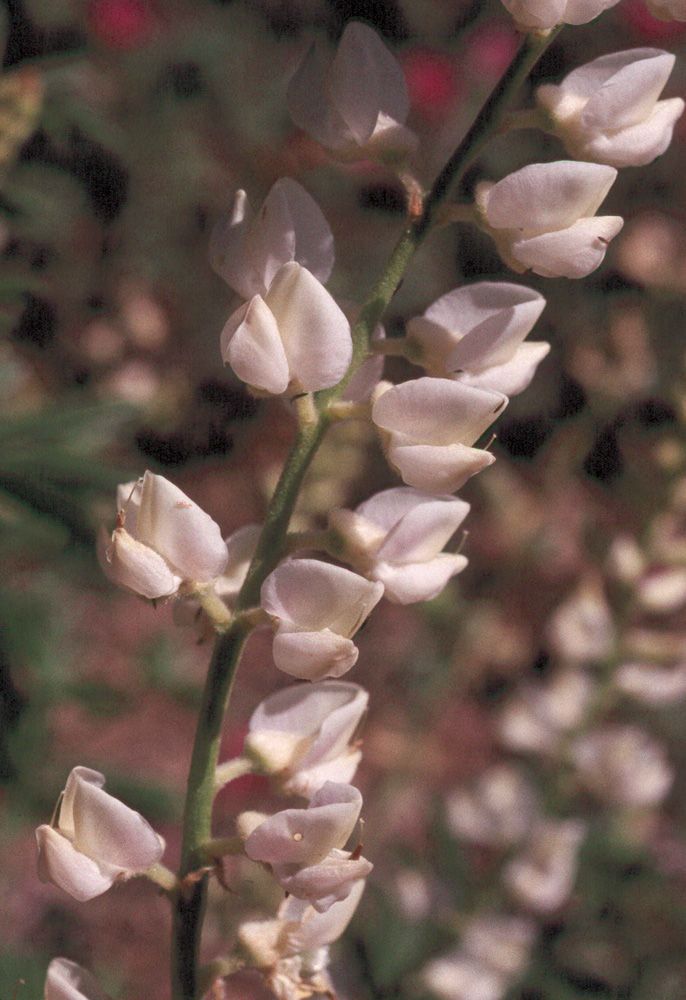 Lupinus arbustus flower