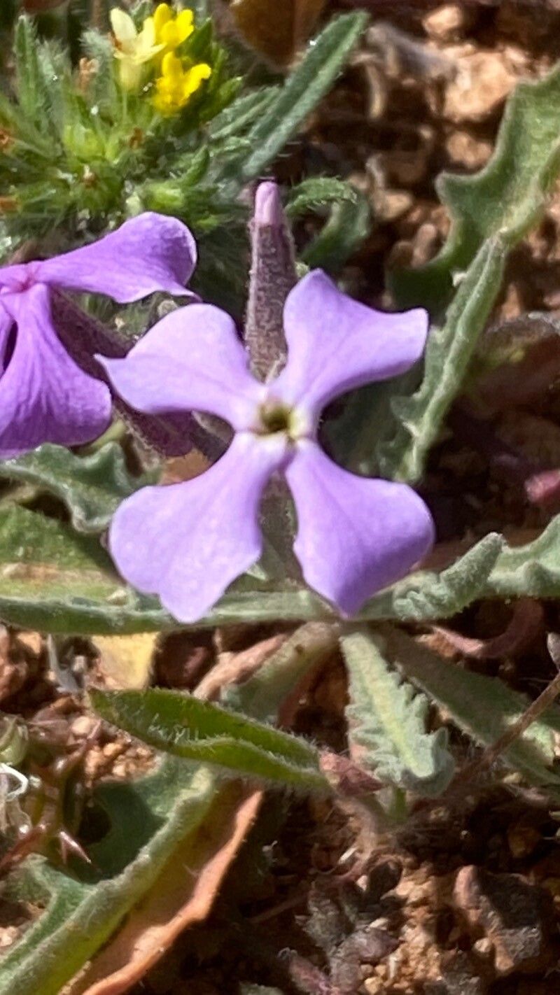 Matthiola lunata flower