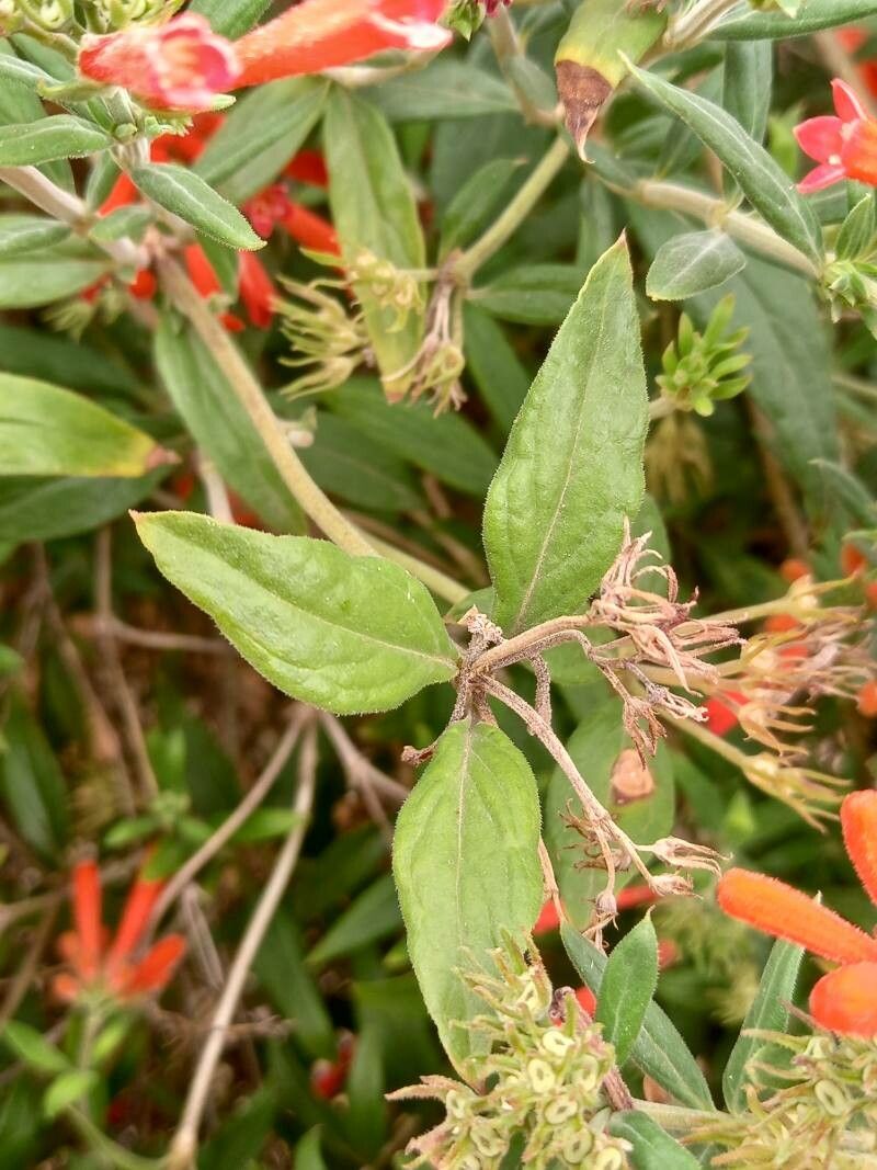 Bouvardia ternifolia — houseplant care guide