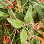 Bouvardia ternifolia