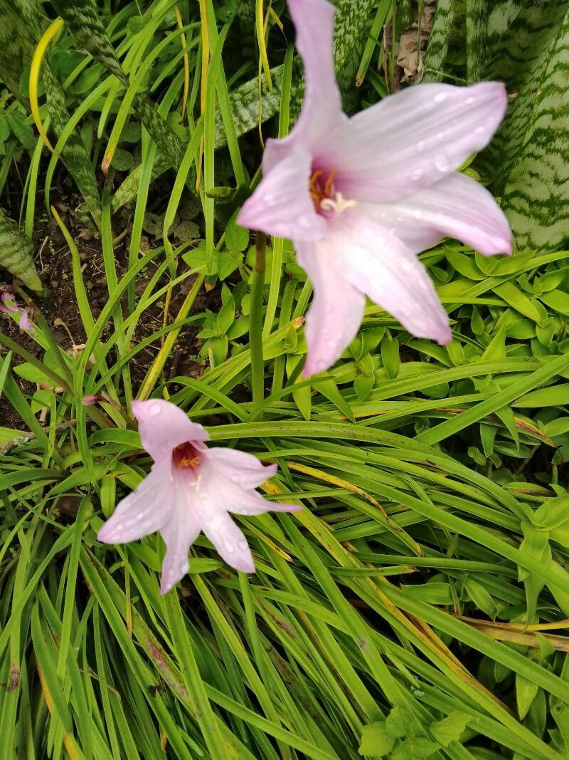 Zephyranthes robusta fruit