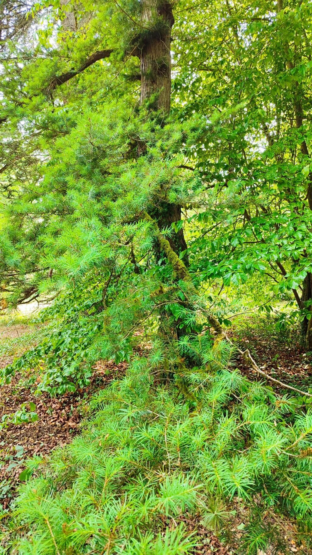 Pseudotsuga japonica habit