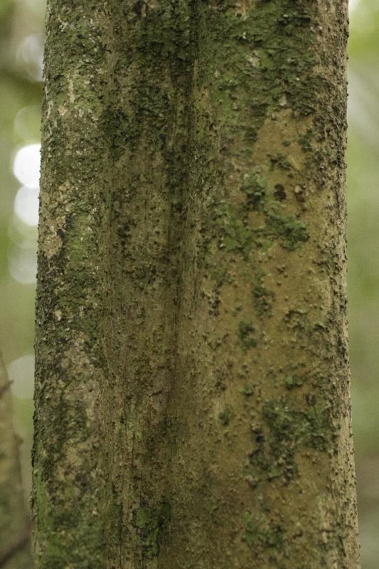 Isertia spiciformis bark