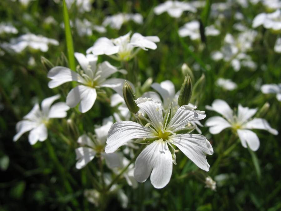 Cerastium arvense flower