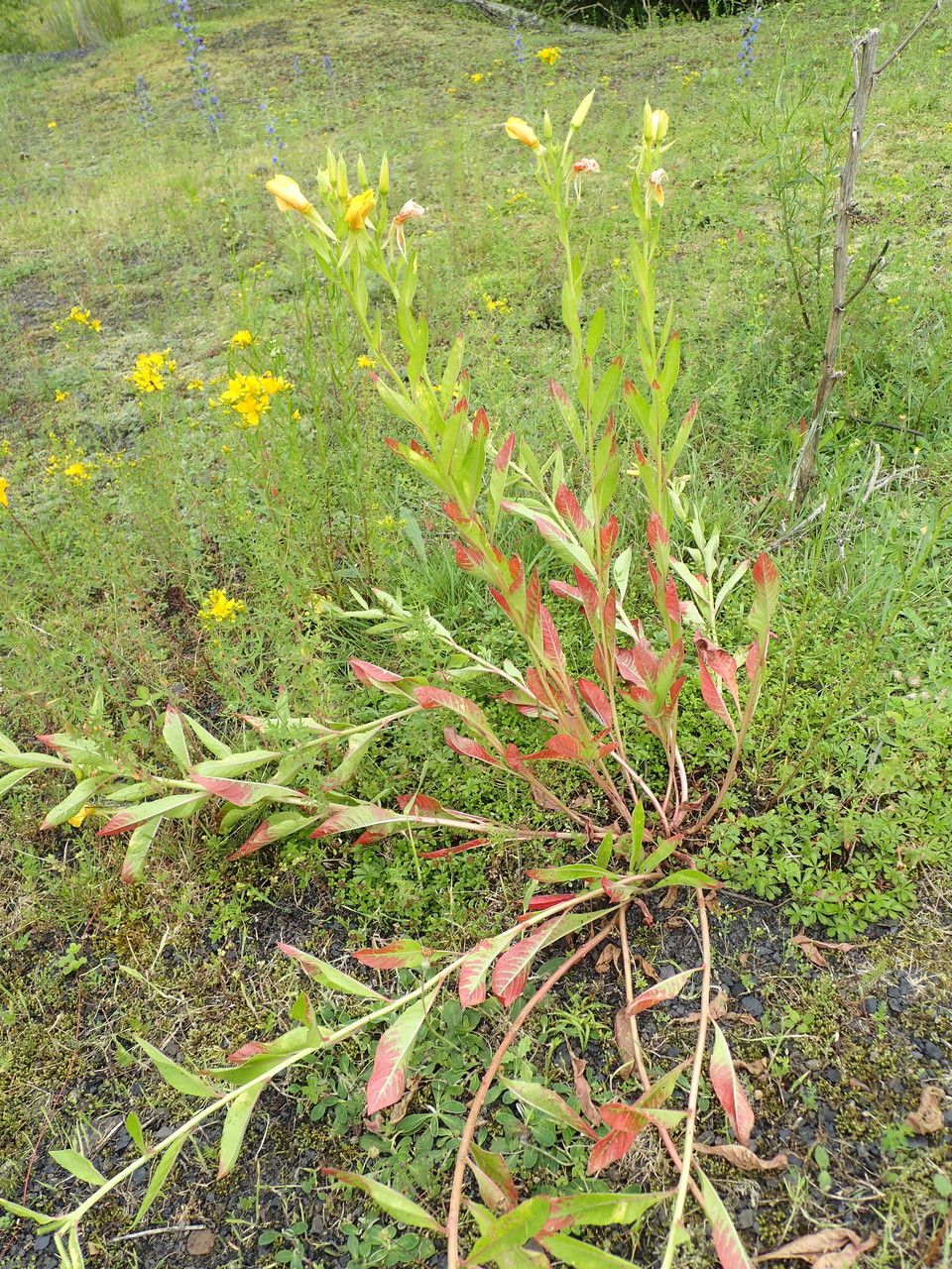 Oenothera subterminalis habit
