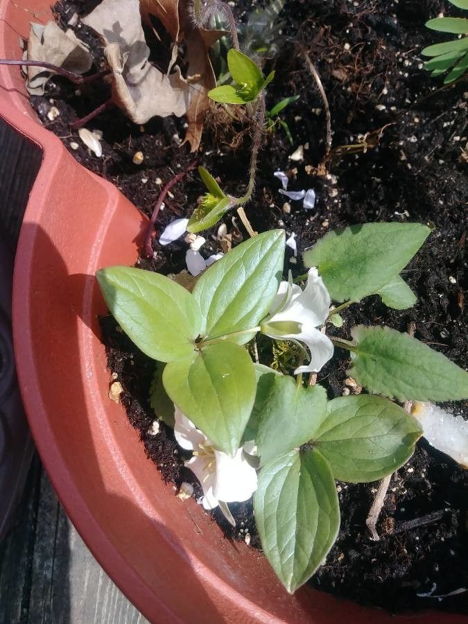 Trillium nivale leaf