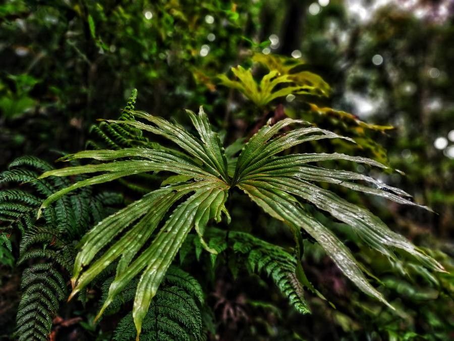 Dipteris conjugata — houseplant care guide