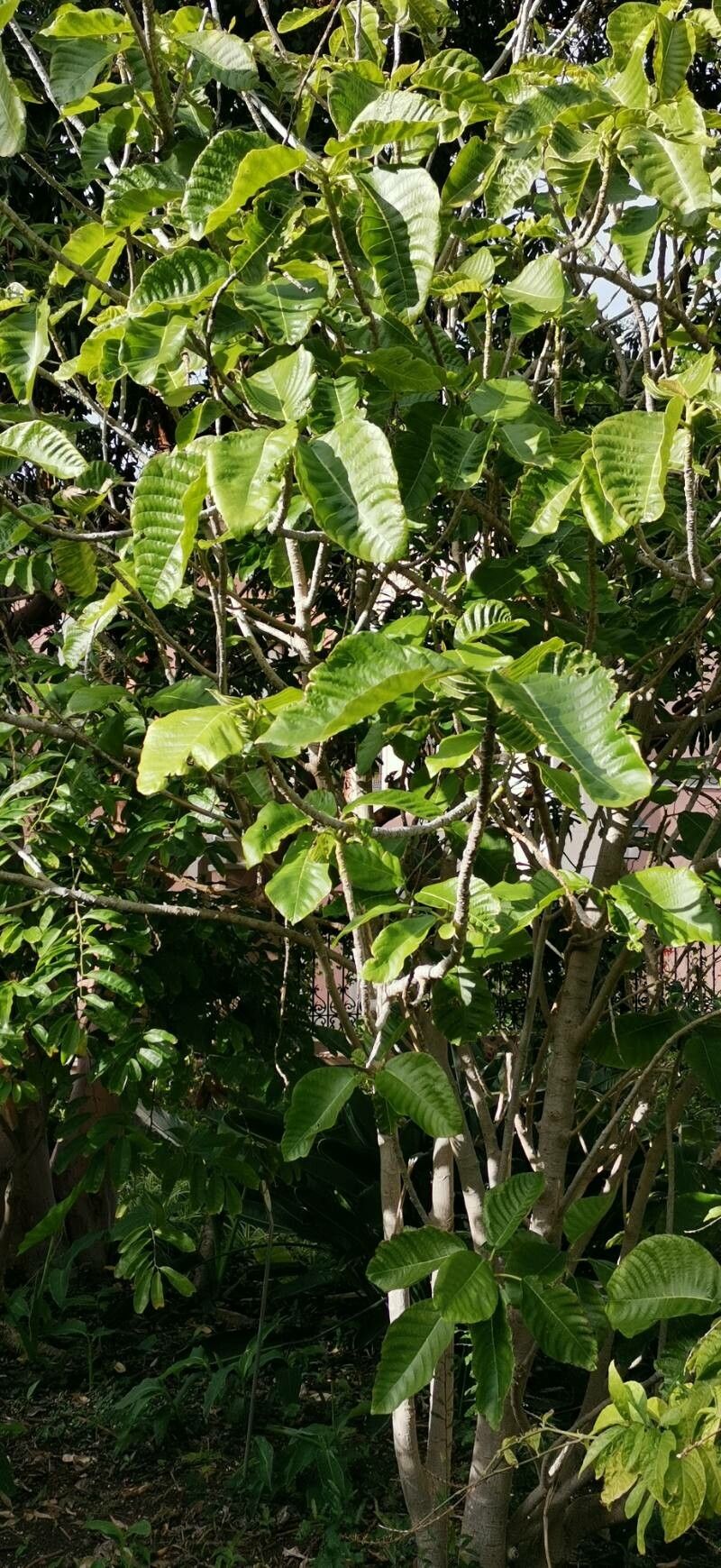 Dendrocnide meyeniana habit
