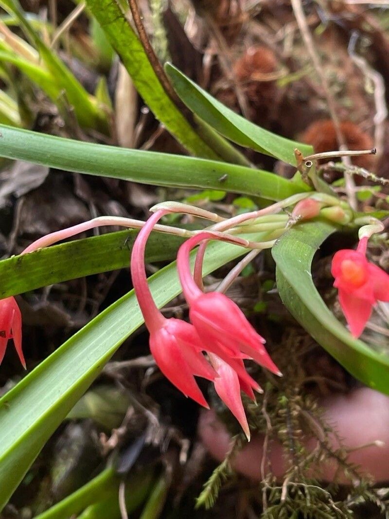 Maxillaria coccinea flower