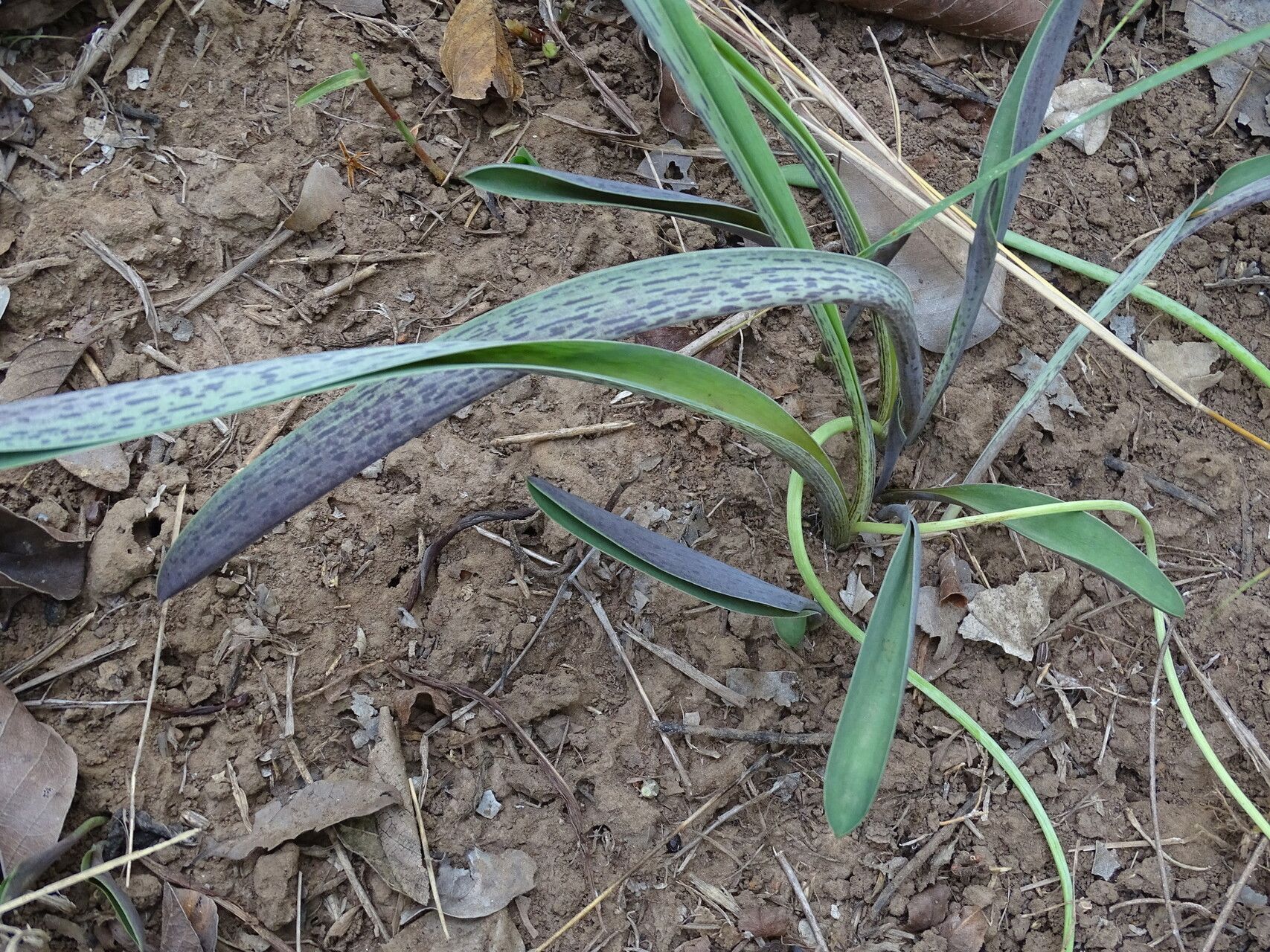 Ledebouria sudanica leaf