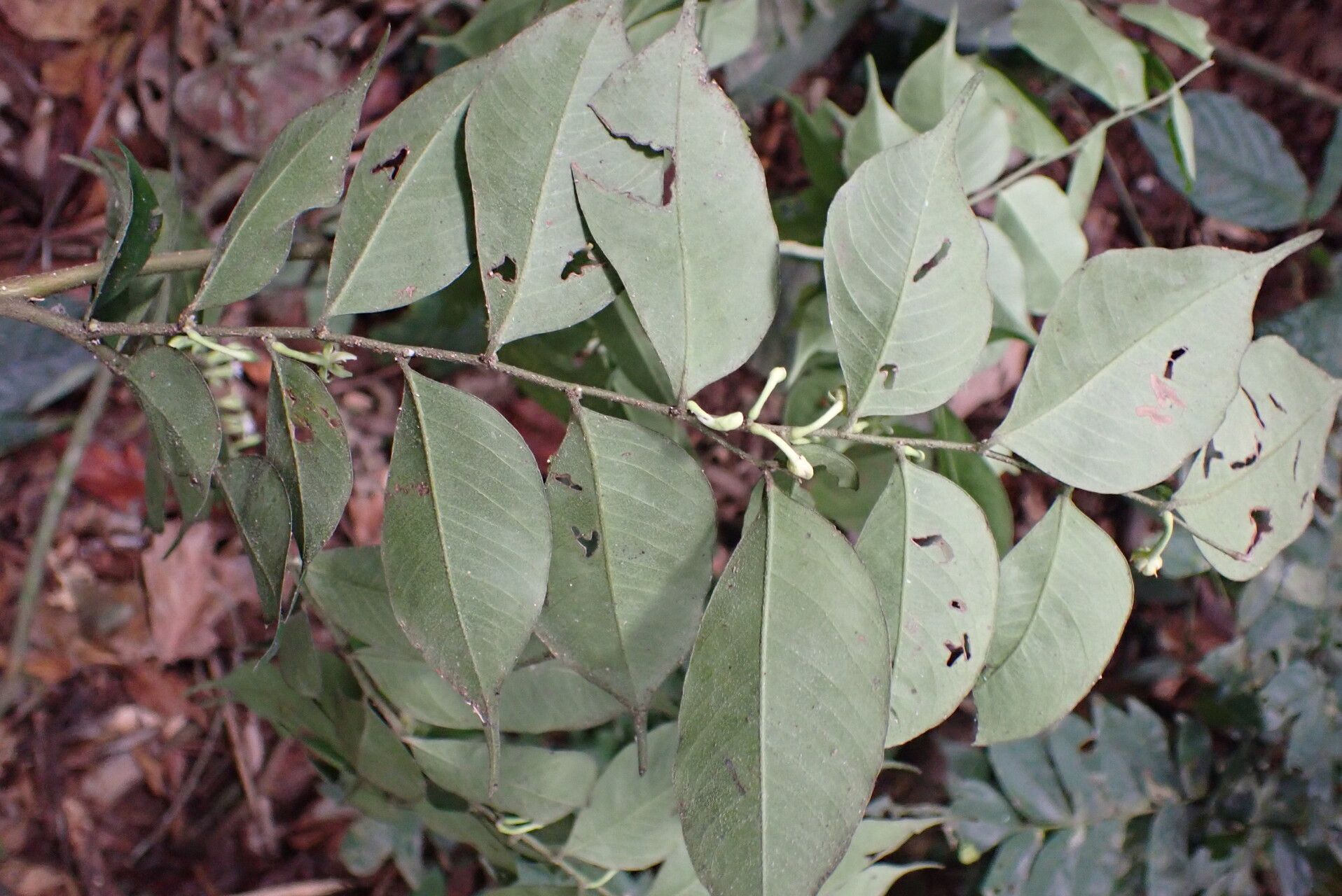 Dicranolepis buchholzii leaf