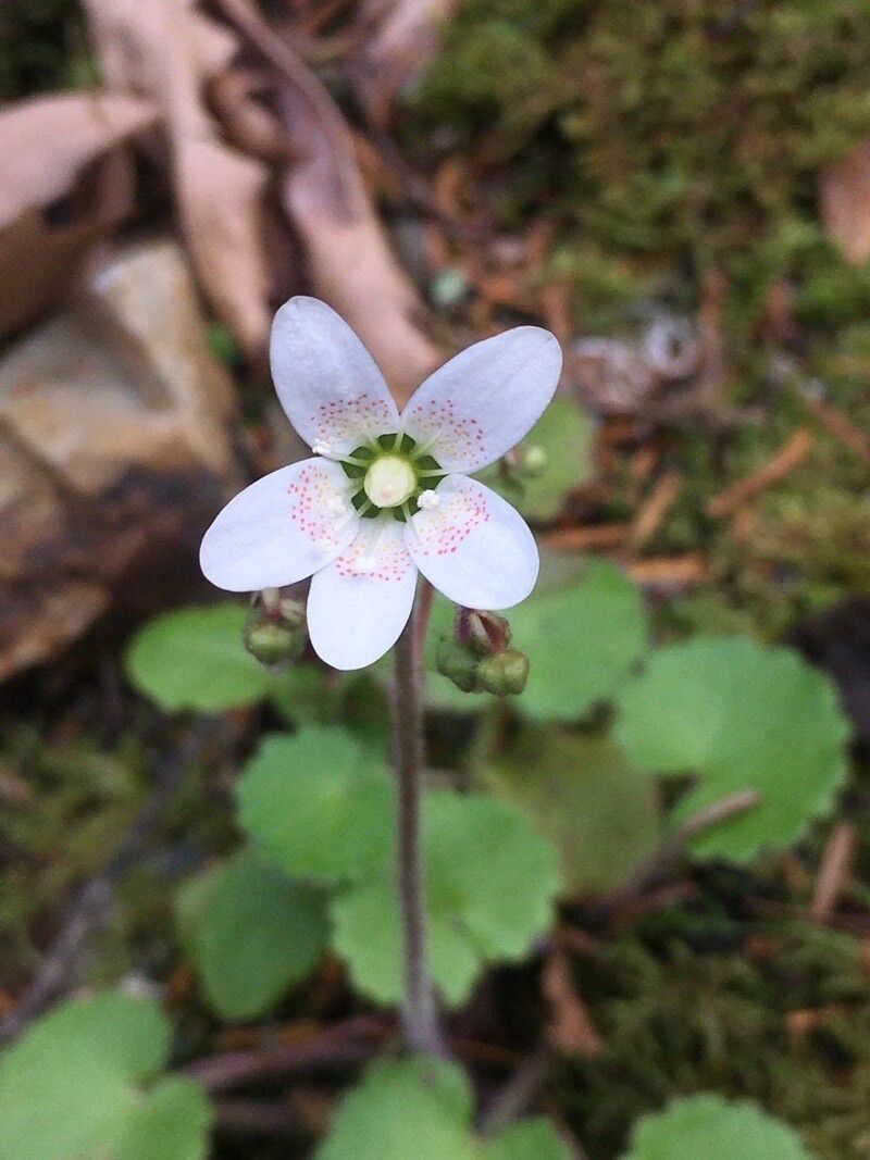 Saxifraga taygetea flower
