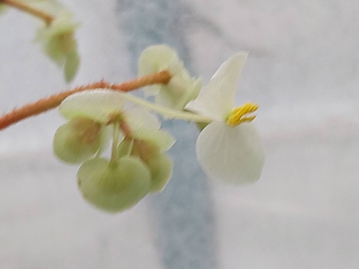Begonia lyman-smithii flower