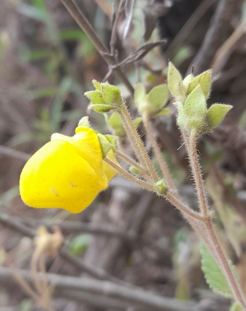 Calceolaria elatior flower