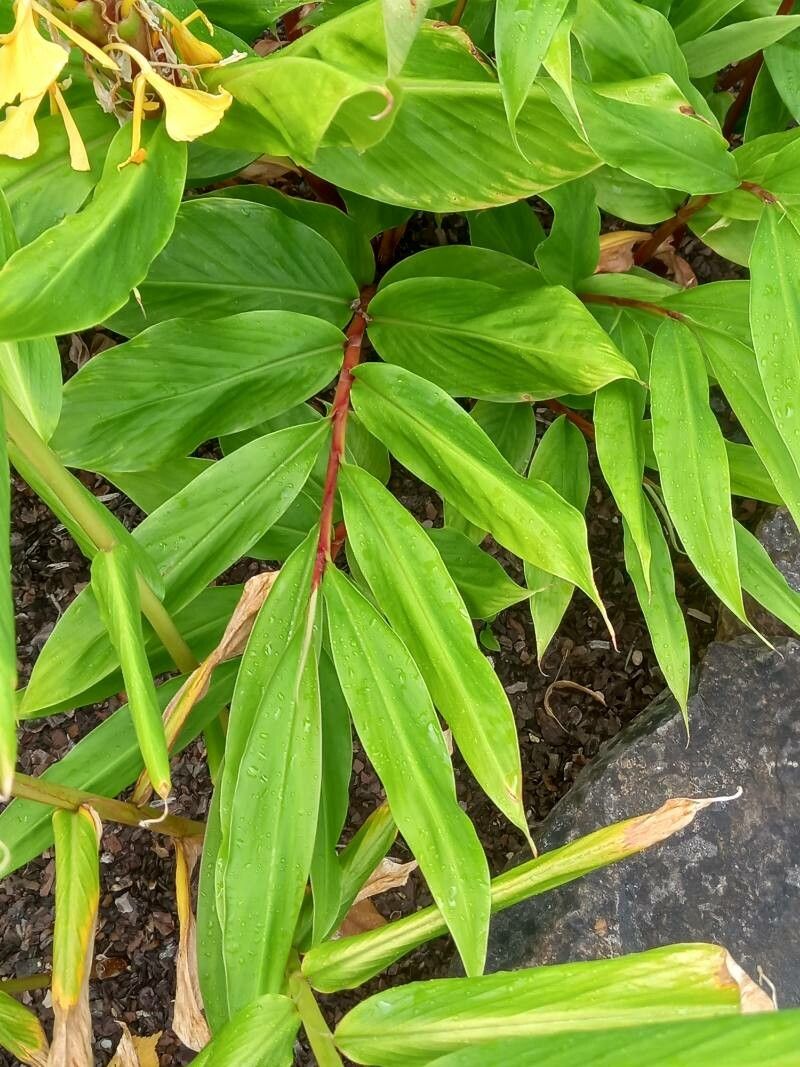 Hedychium flavum — search result for 'Hedychium'