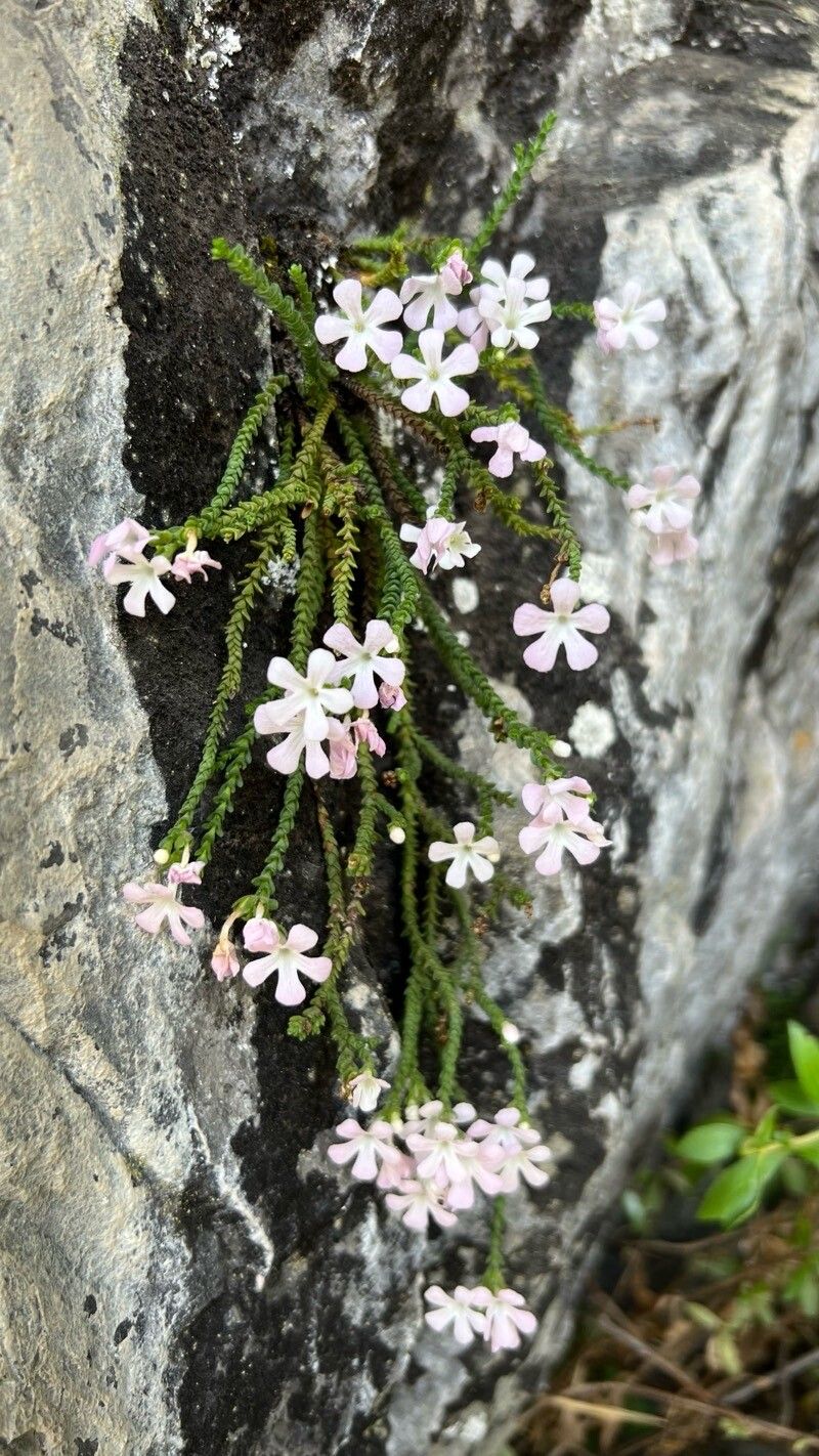 Ourisia microphylla — related species from the same genus