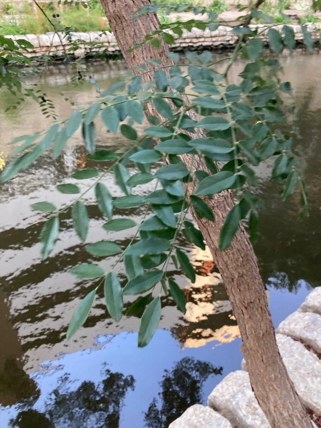 Styphnolobium affine — search result for 'Sophora'