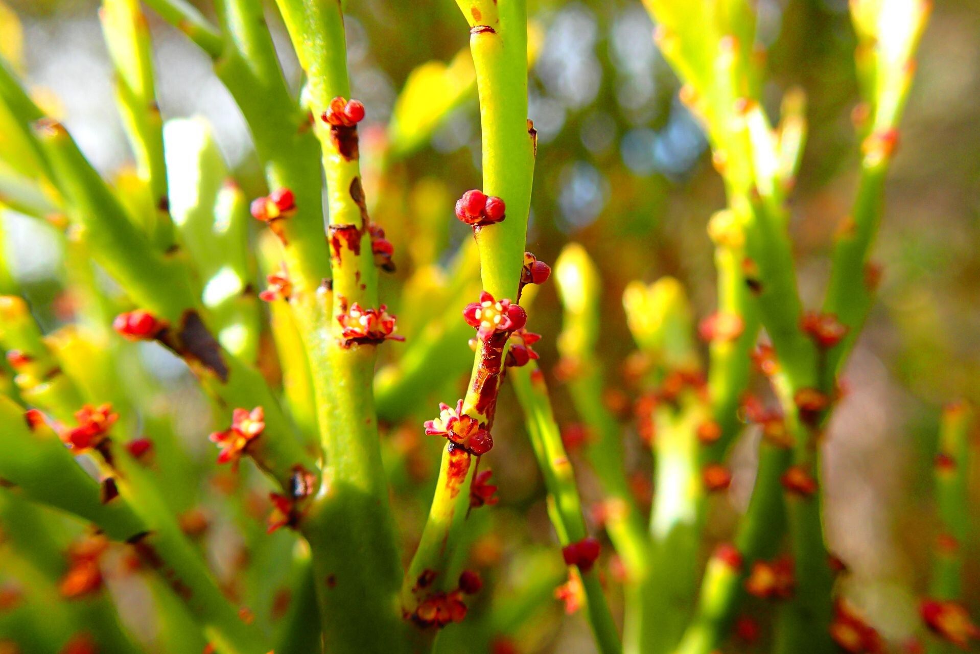 Exocarpos neocaledonicus flower