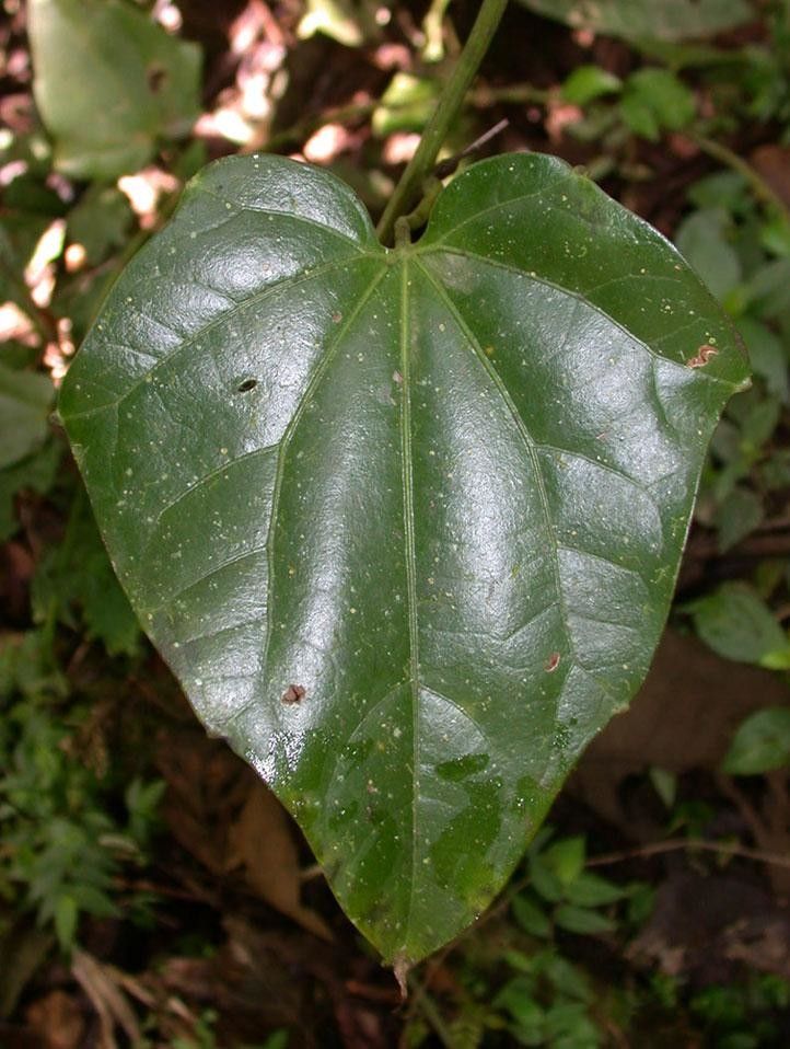 Fevillea cordifolia — search result for 'Honduras'