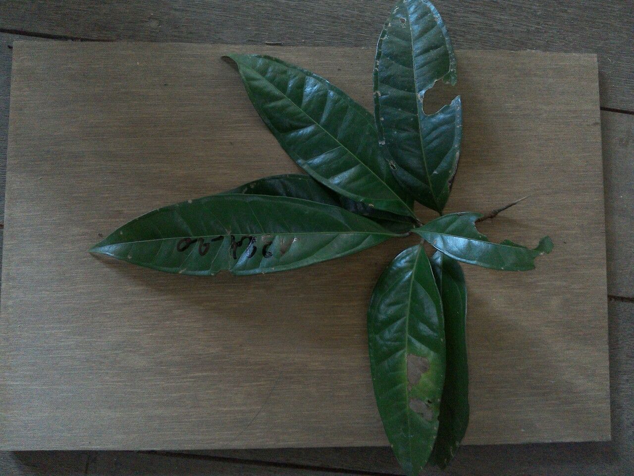 Myrcia subobliqua — houseplant care guide