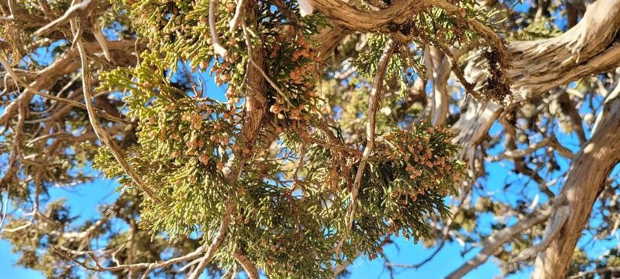 Juniperus foetidissima flower