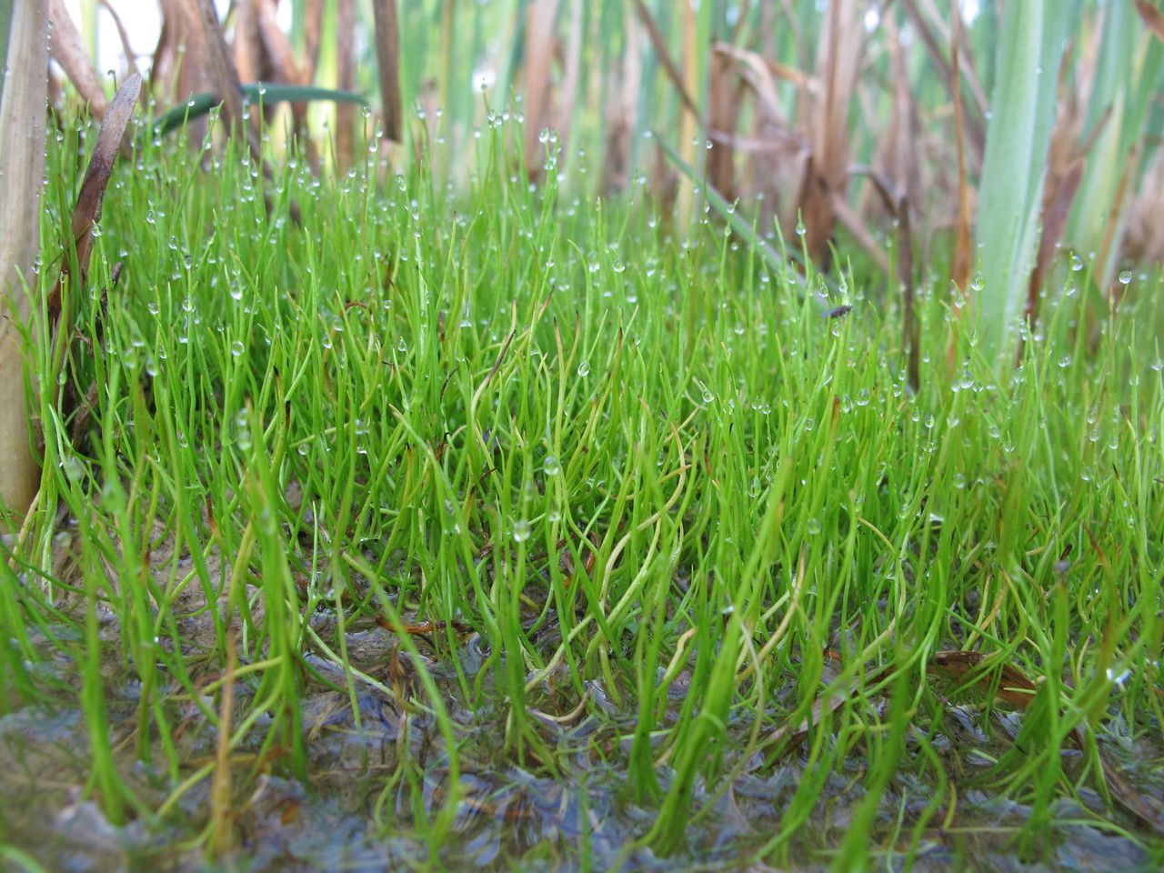 Pilularia globulifera habit