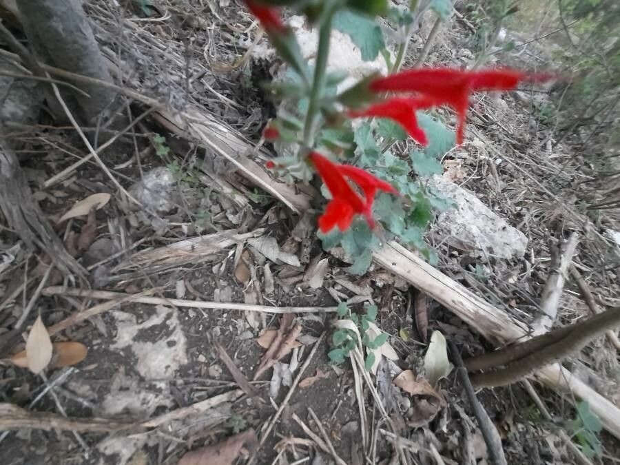 Salvia roemeriana fruit