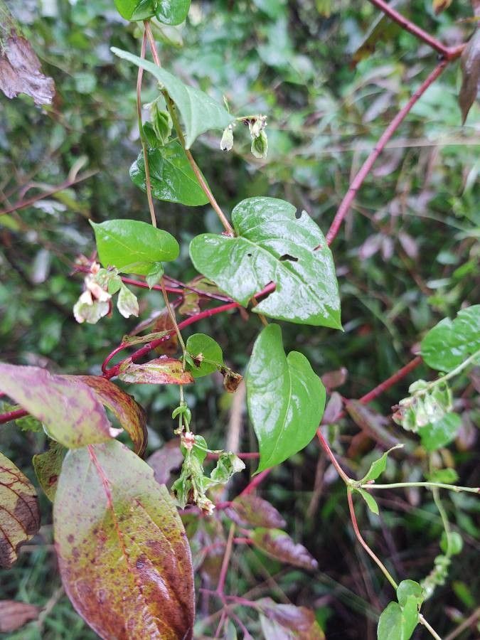 Fallopia scandens leaf