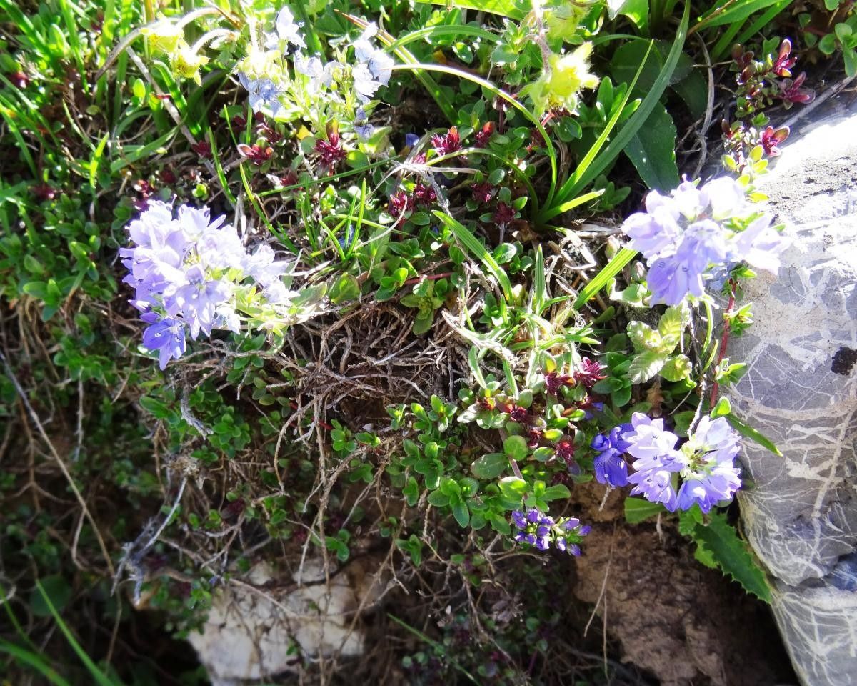 Veronica aragonensis — houseplant care guide