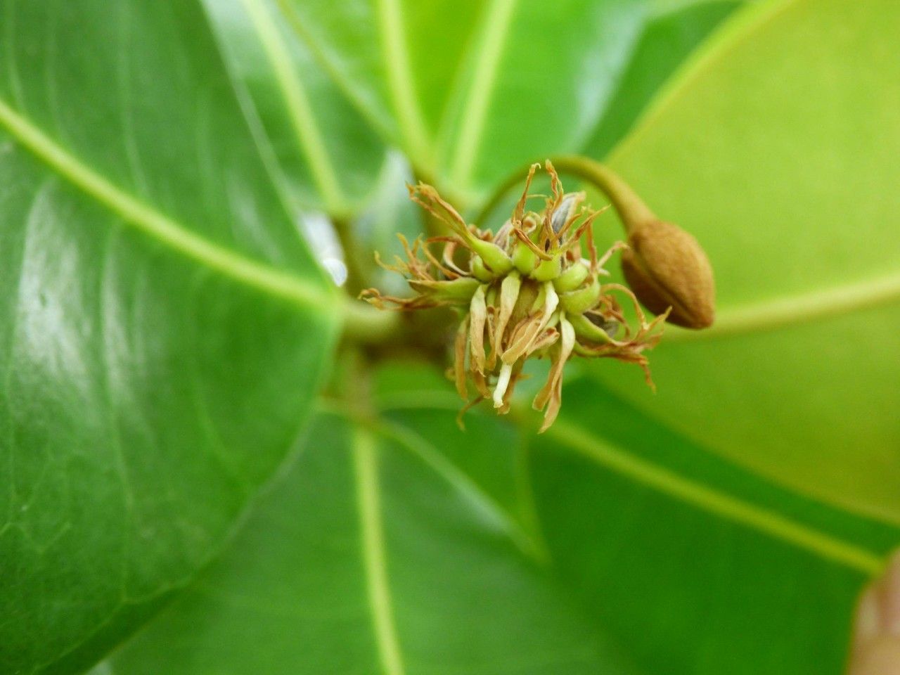 Noronhia emarginata flower