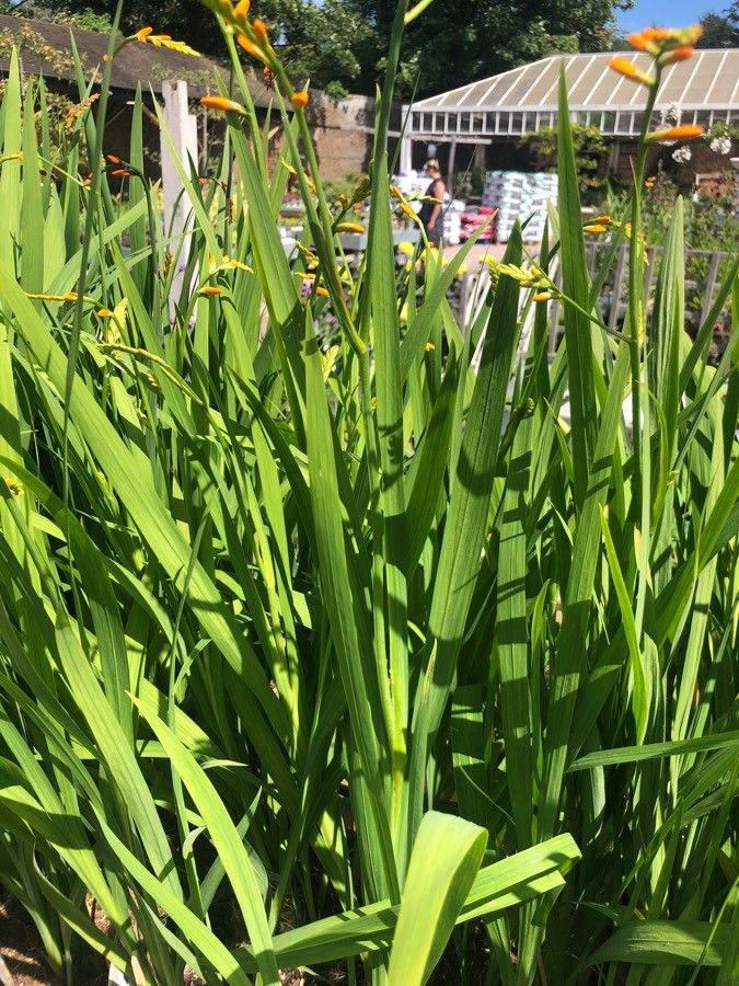 Crocosmia × crocosmiiflora