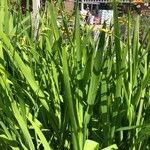 Crocosmia × crocosmiiflora