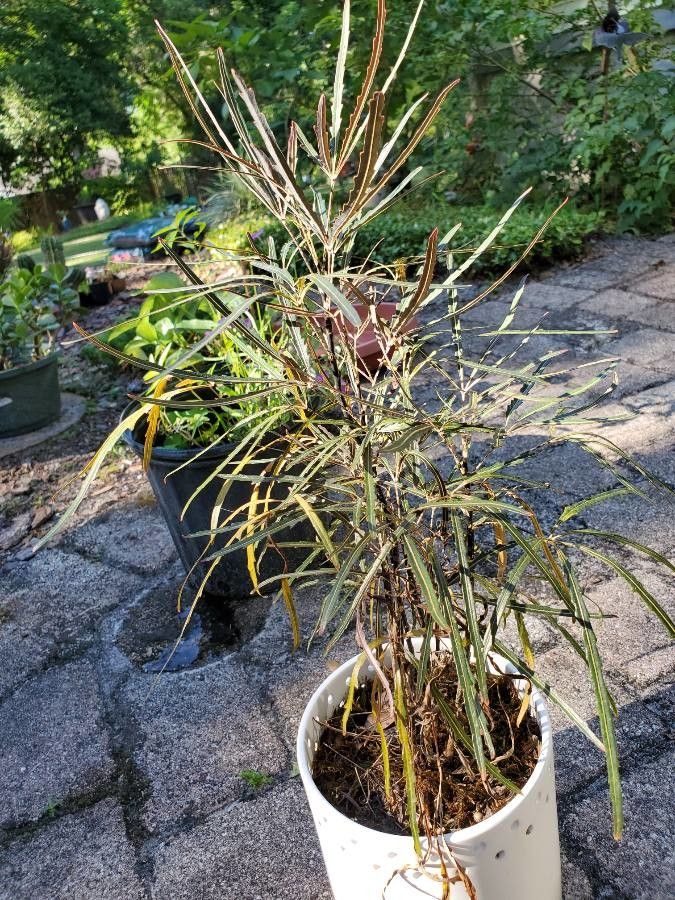 Plerandra elegantissima fruit