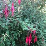Fuchsia magellanica