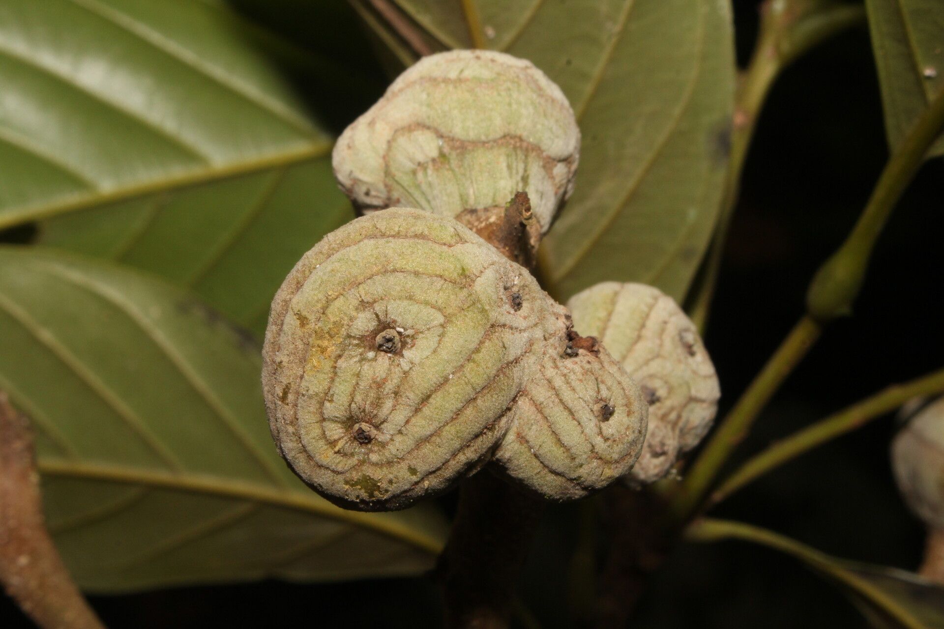 Lithocarpus balansae — search result for 'Lithocarpus'