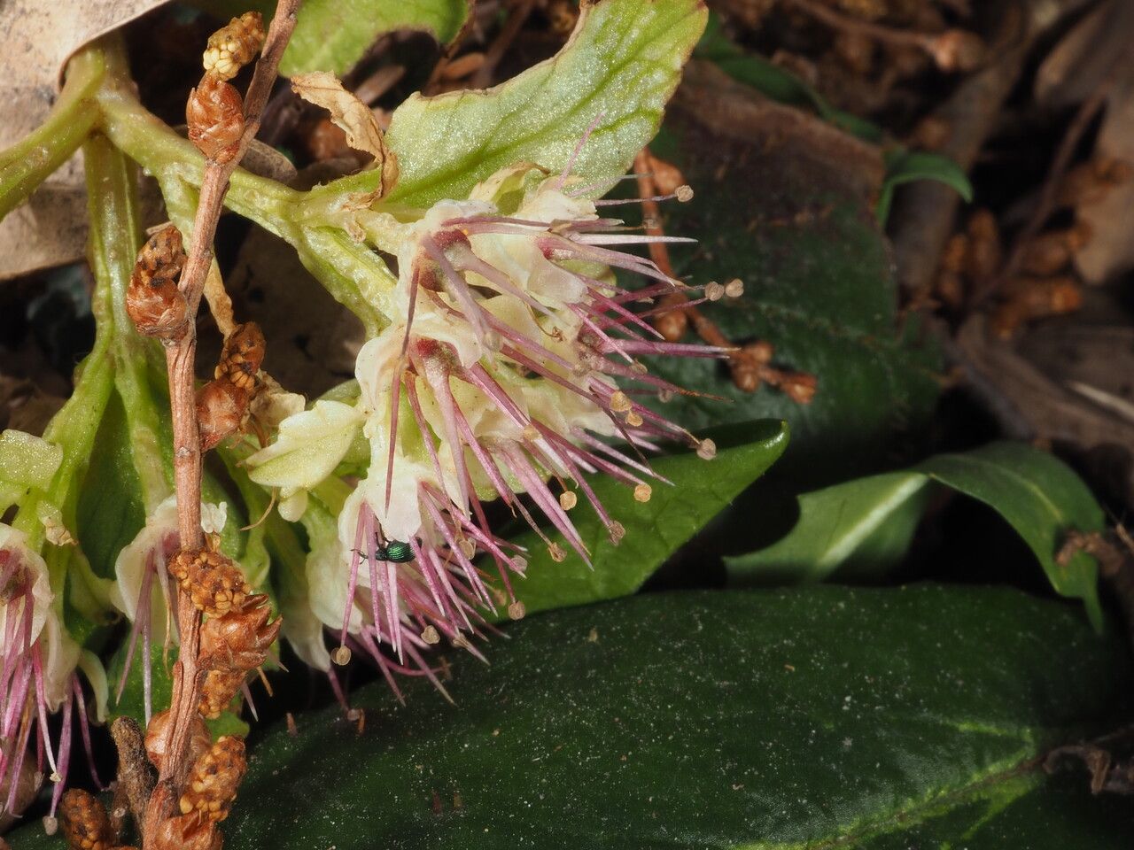 Chrysosplenium macrophyllum flower