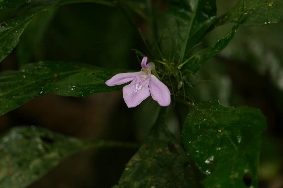 Justicia carthaginensis flower