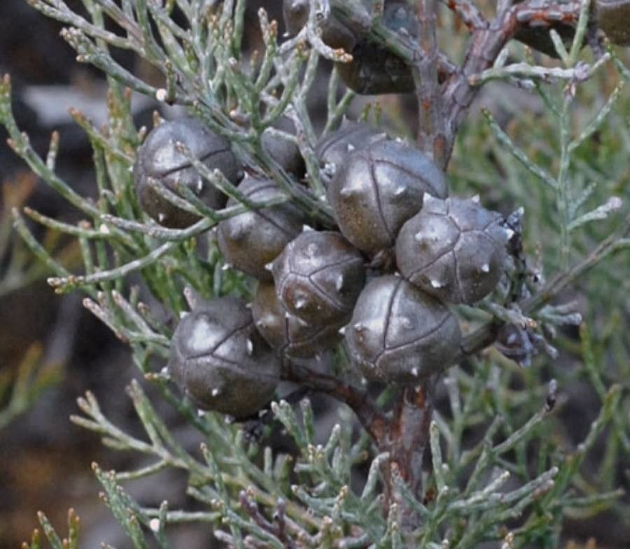 Callitris roei fruit