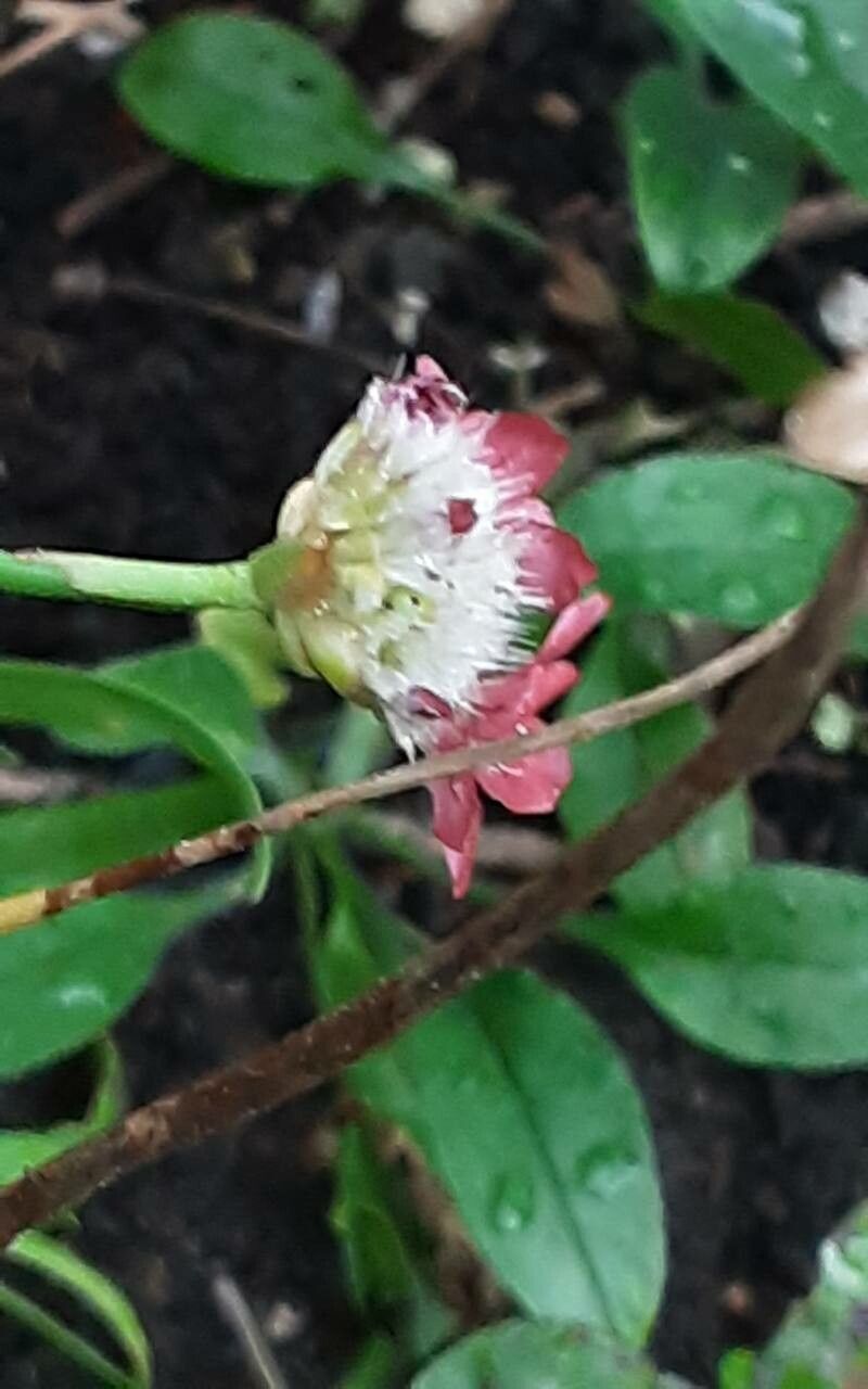 Armeria pseudarmeria fruit