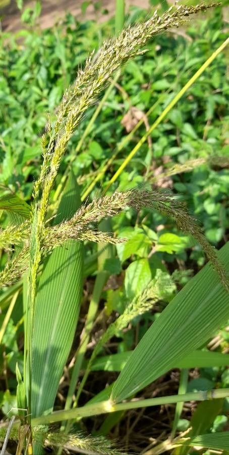 Setaria sulcata other