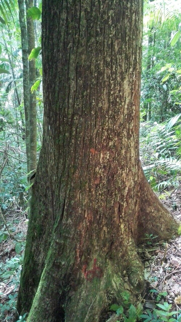 Manilkara staminodella bark