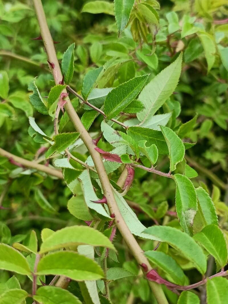 Rosa transmorrisonensis bark