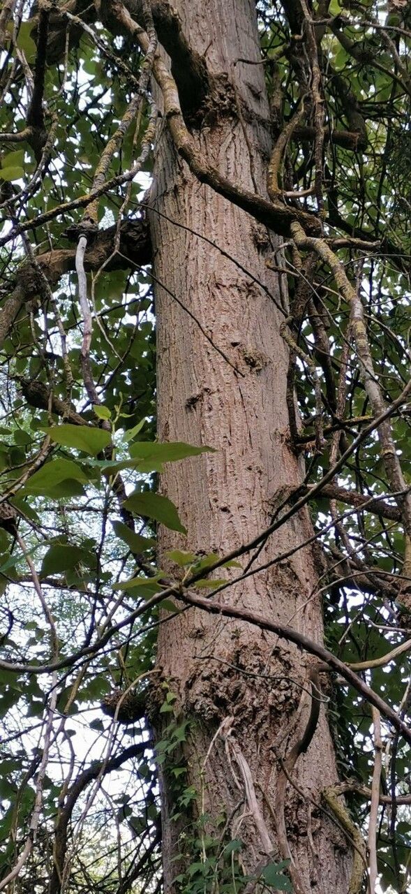 Populus trichocarpa bark