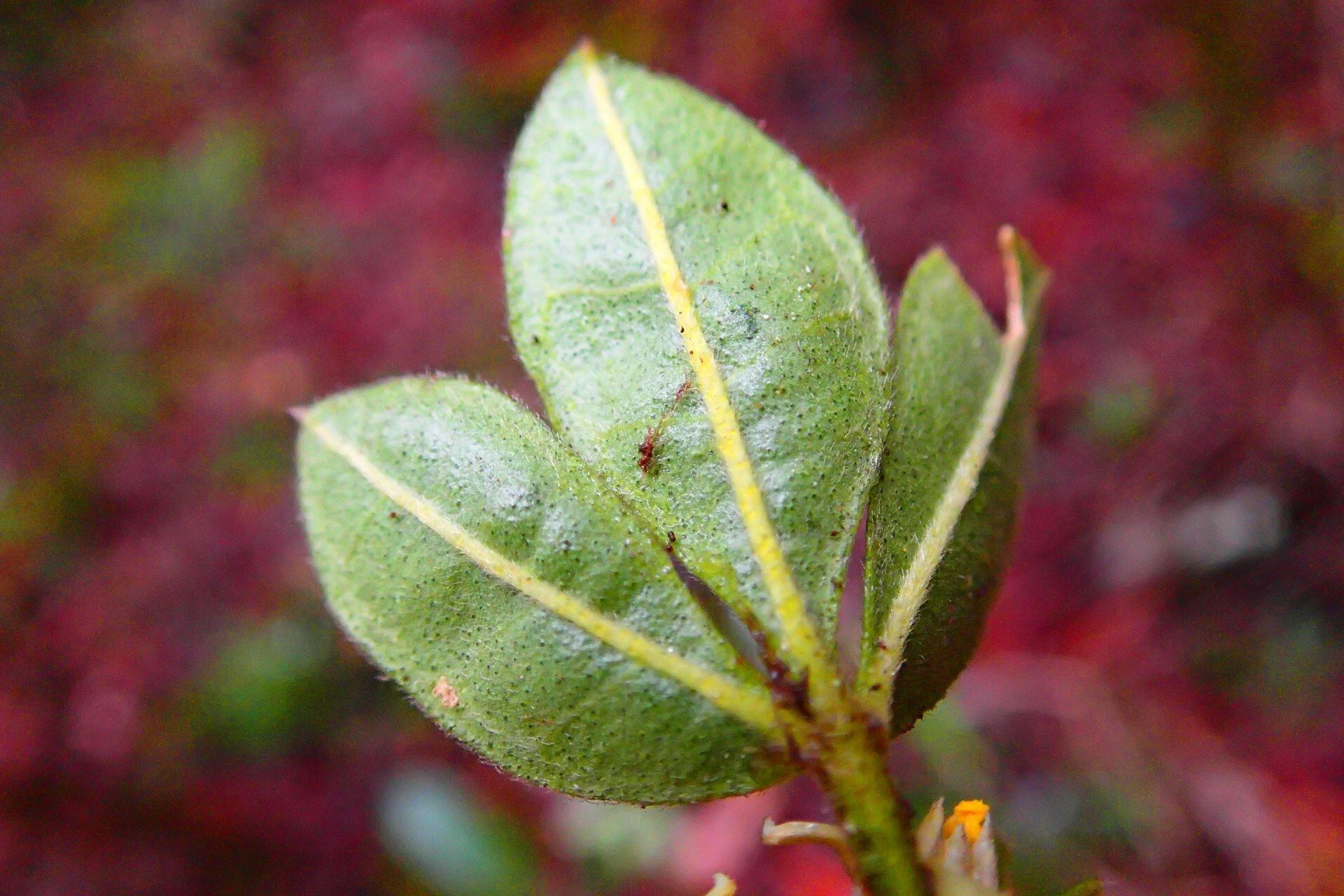Melicope vieillardii leaf