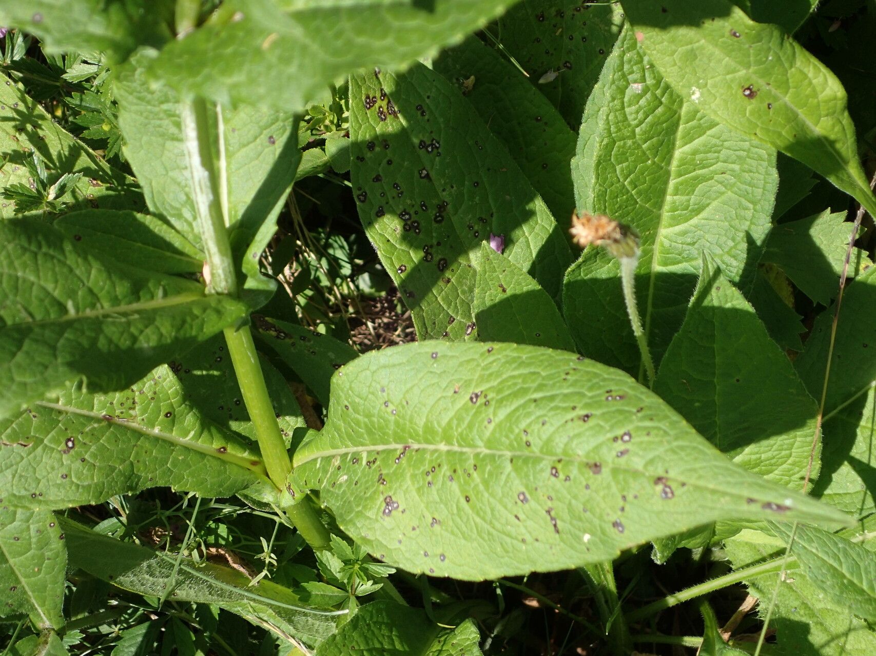 Knautia arvernensis — related species from the same genus