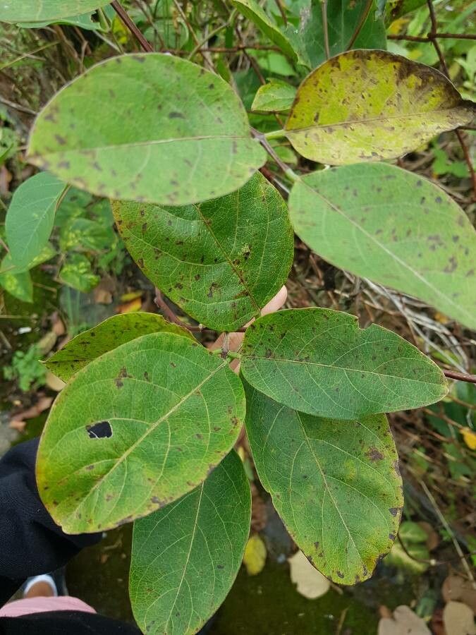 Canavalia ensiformis — search result for 'Tropical regions of Central and South America'